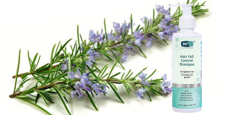 Rosemary Extract: My Grandmother’s Secret and Now Mine